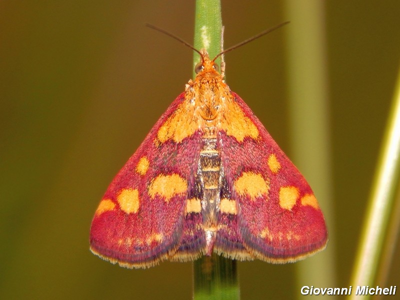 Pyrausta da confermare